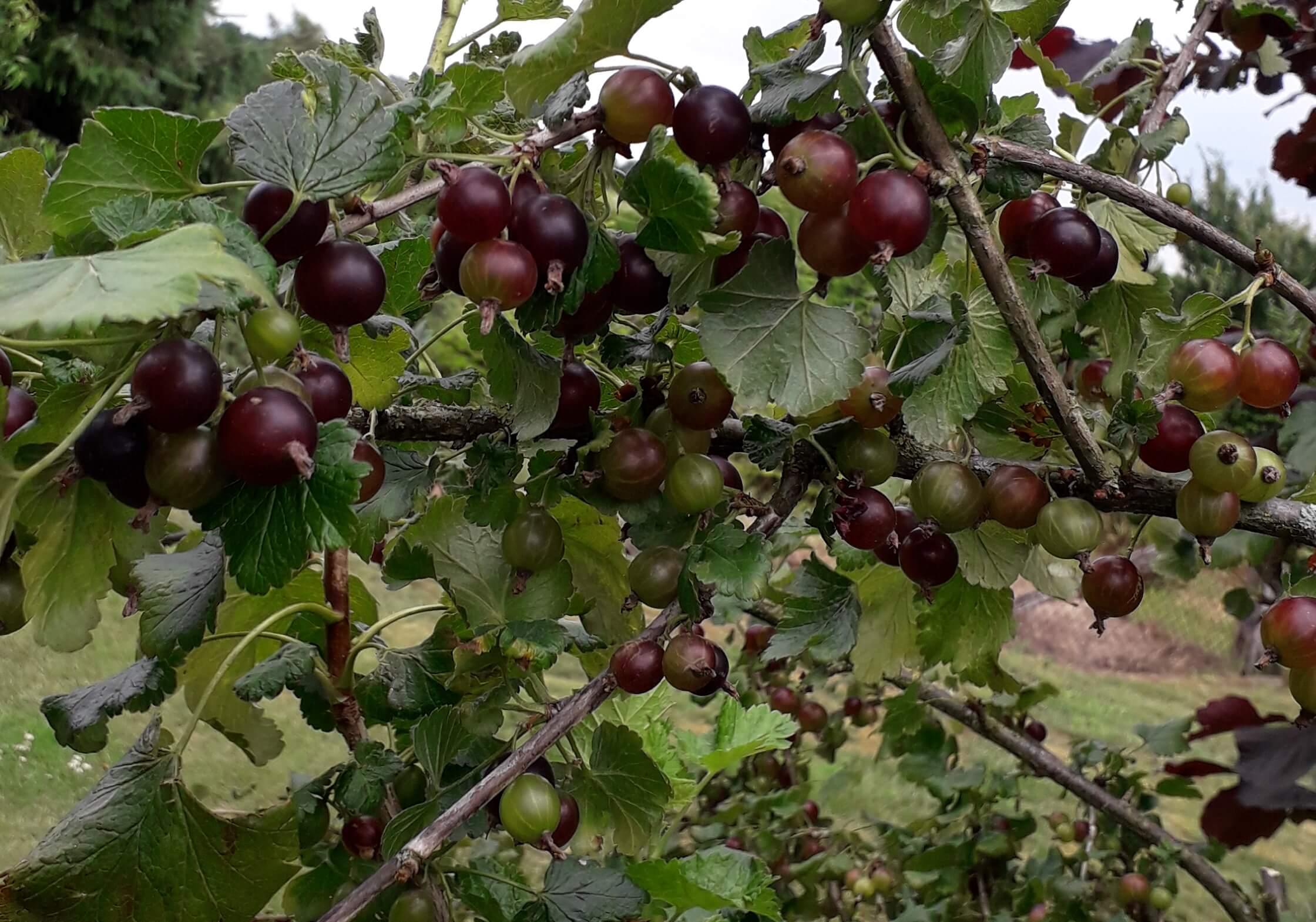 Jostabes, Ribes × nidigrolaria (Planten in 1,8Lpot)