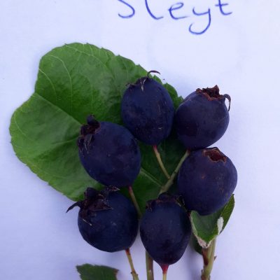 Grootvruchtige krent, Amelanchier alnifolia Sleyt ( Jonge plant in 12cmpot)