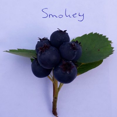 Grootvruchtige krent, Amelanchier alnifolia Smokey (Planten in 1,8Lpot)