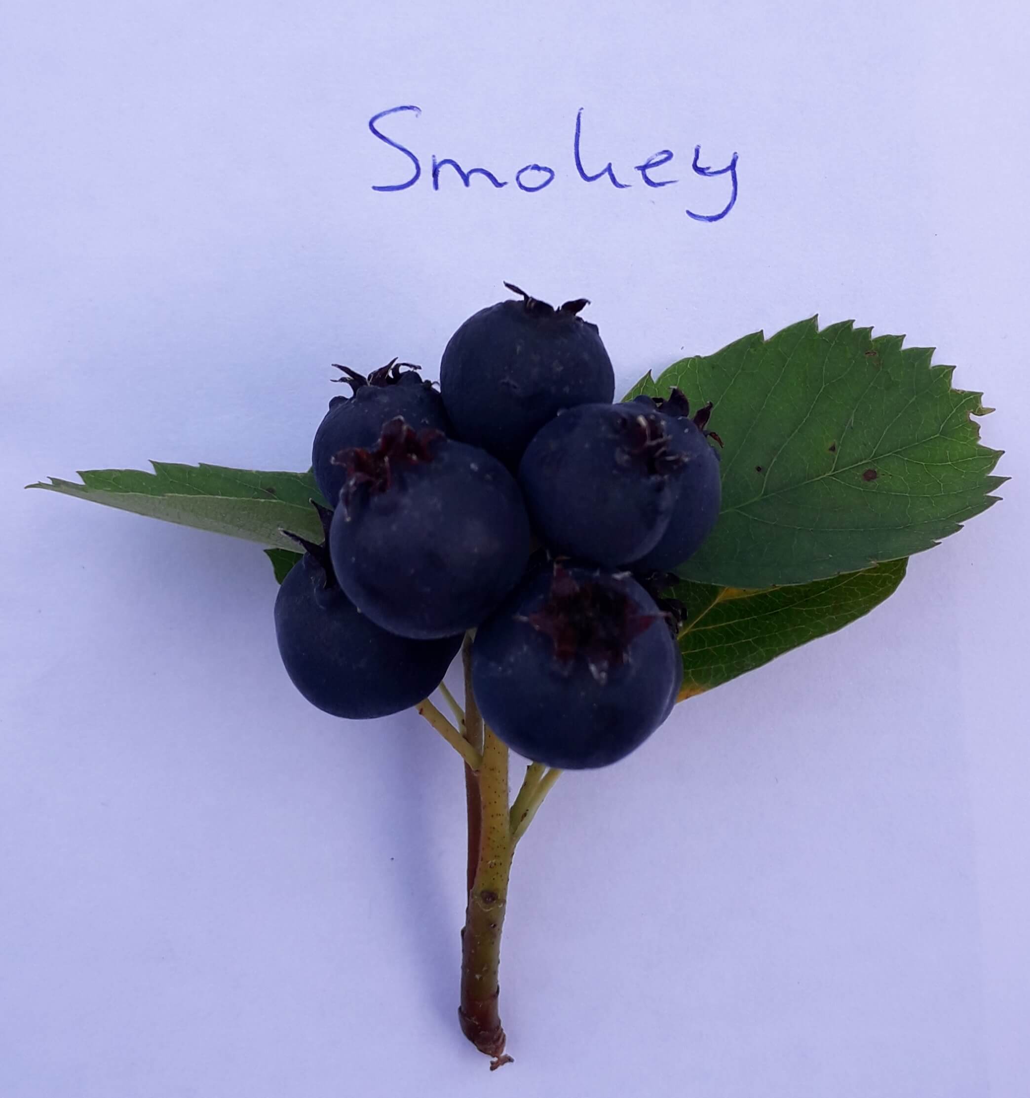 Grootvruchtige krent, Amelanchier alnifolia Smokey (Planten in 1,8Lpot)