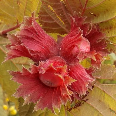 Rode hazelaar, Corylus 'Rode zellernoot ( Planten in 1,2Lpot)