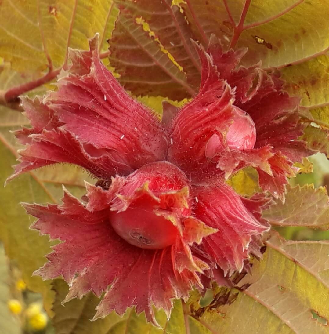 Rode hazelaar, Corylus 'Rode zellernoot ( Planten in 1,2Lpot)