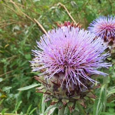 Kardoen Bio ( zaad of plant)