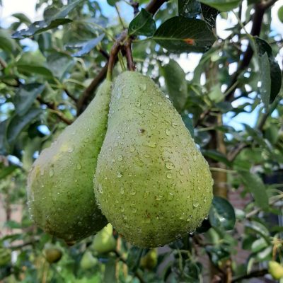 Pyrus 'Concorde' zeer smakelijke Handpeer laagstam ( Stevige boompjes met kale wortel))