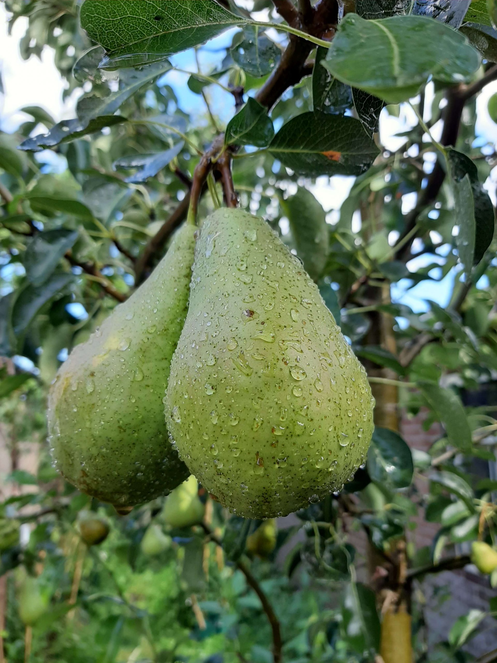 Pyrus 'Concorde' zeer smakelijke Handpeer laagstam ( Stevige boompjes met kale wortel))