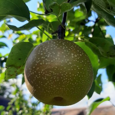 Nashipeer, Zandpeer, Pyrus pyrifolia 'Tama' Spillen kale wortel