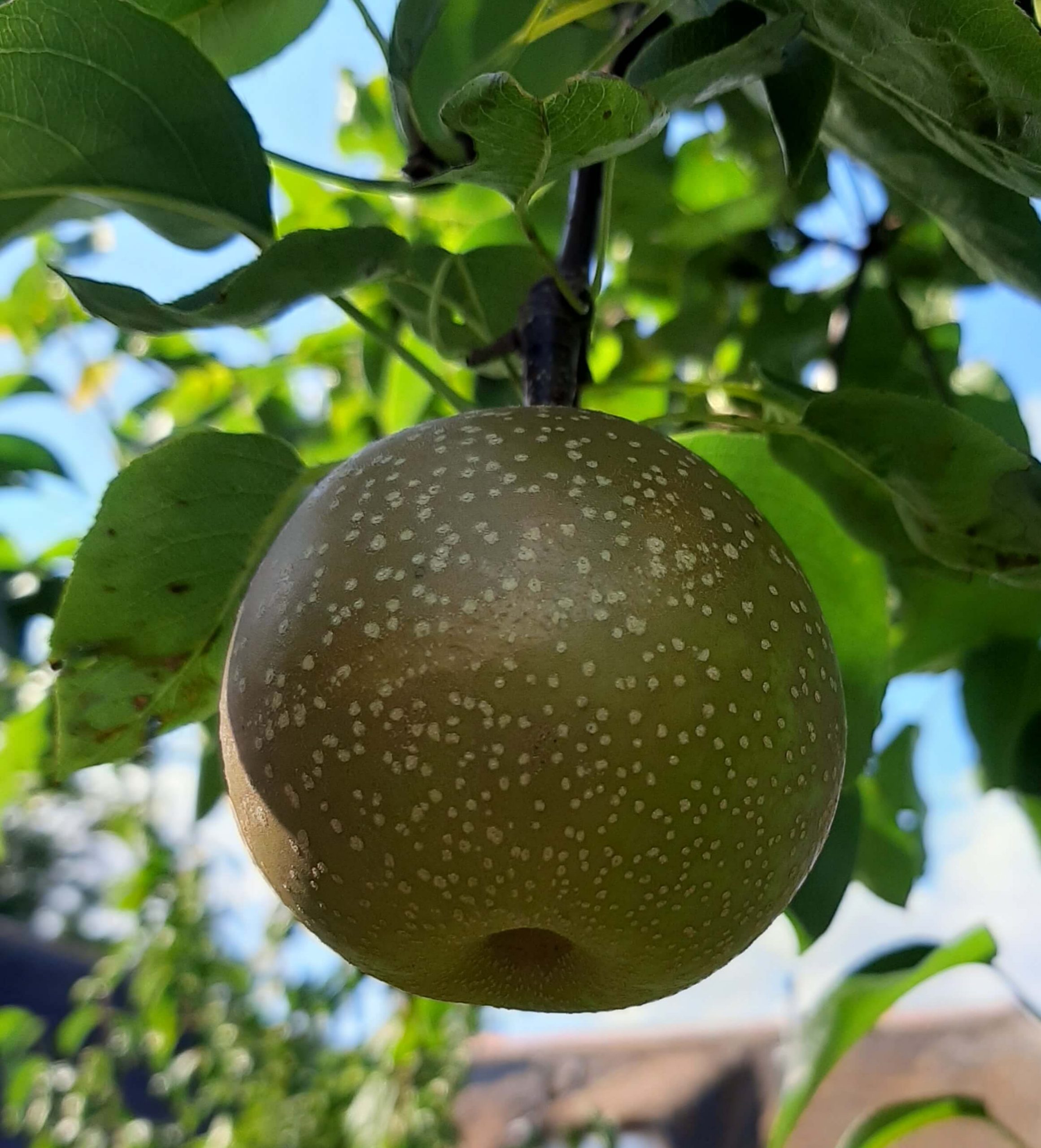 Nashipeer, Pyrus pyr. 'Hakko'(Heerlijk vroeg ras)jonge spillen in 3Lpot
