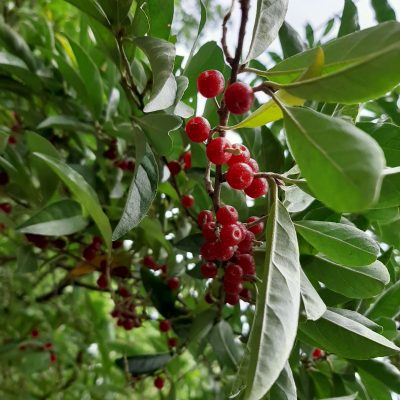 Olijfwilg, Elaeagnus umb. 'Marzahne' P9 pot