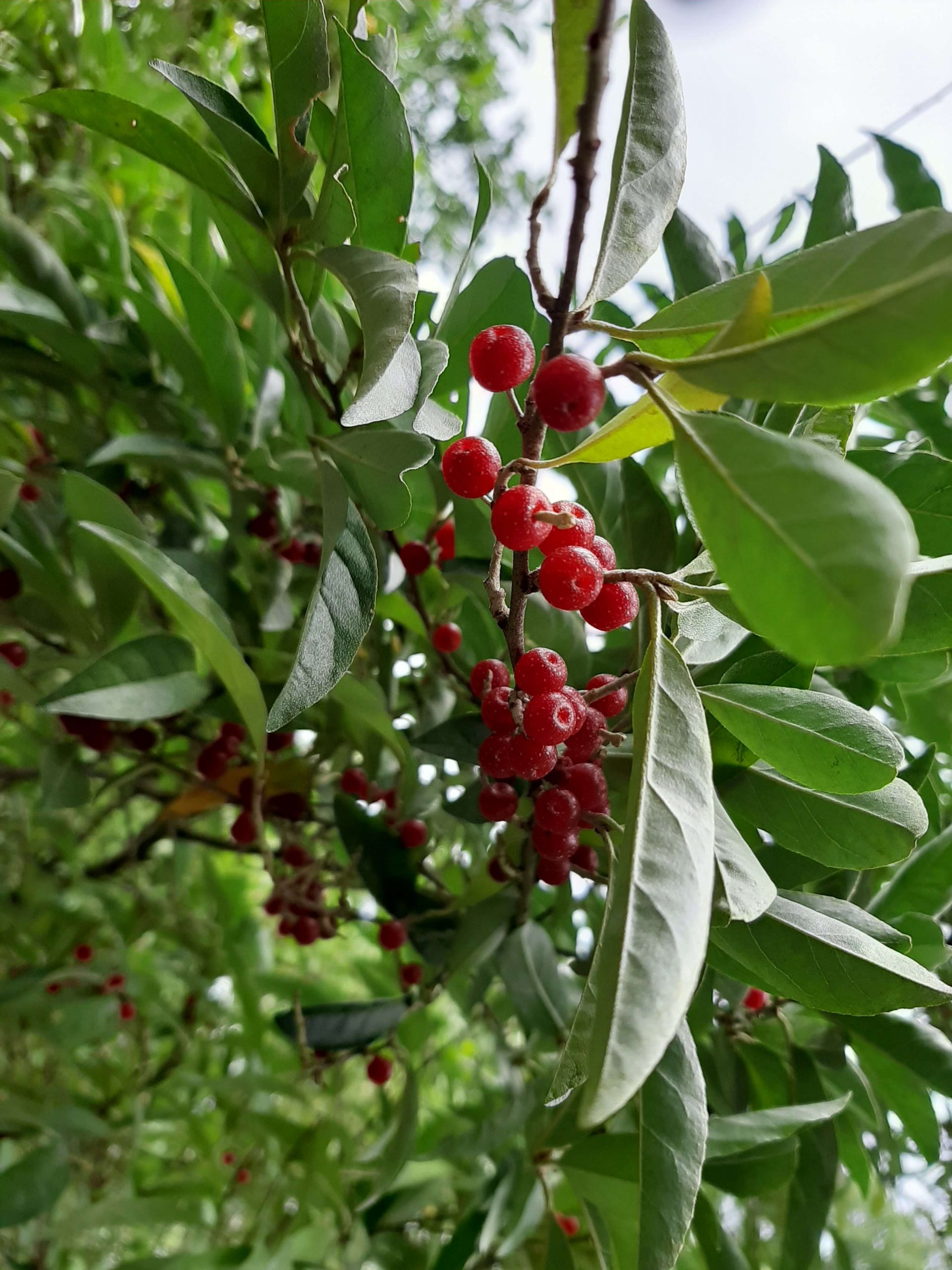 Olijfwilg, Elaeagnus umb. 'Marzahne' P9 pot