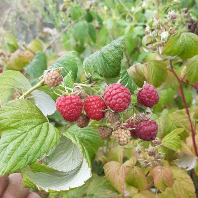 Late zomerframboos, Rubus 'Glenn Dee' (Vruchten tot wel 12 gr!)