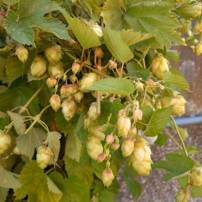 Hop, Humulus lupulus 'Cascade' (Vrouwelijk) 2Lpot