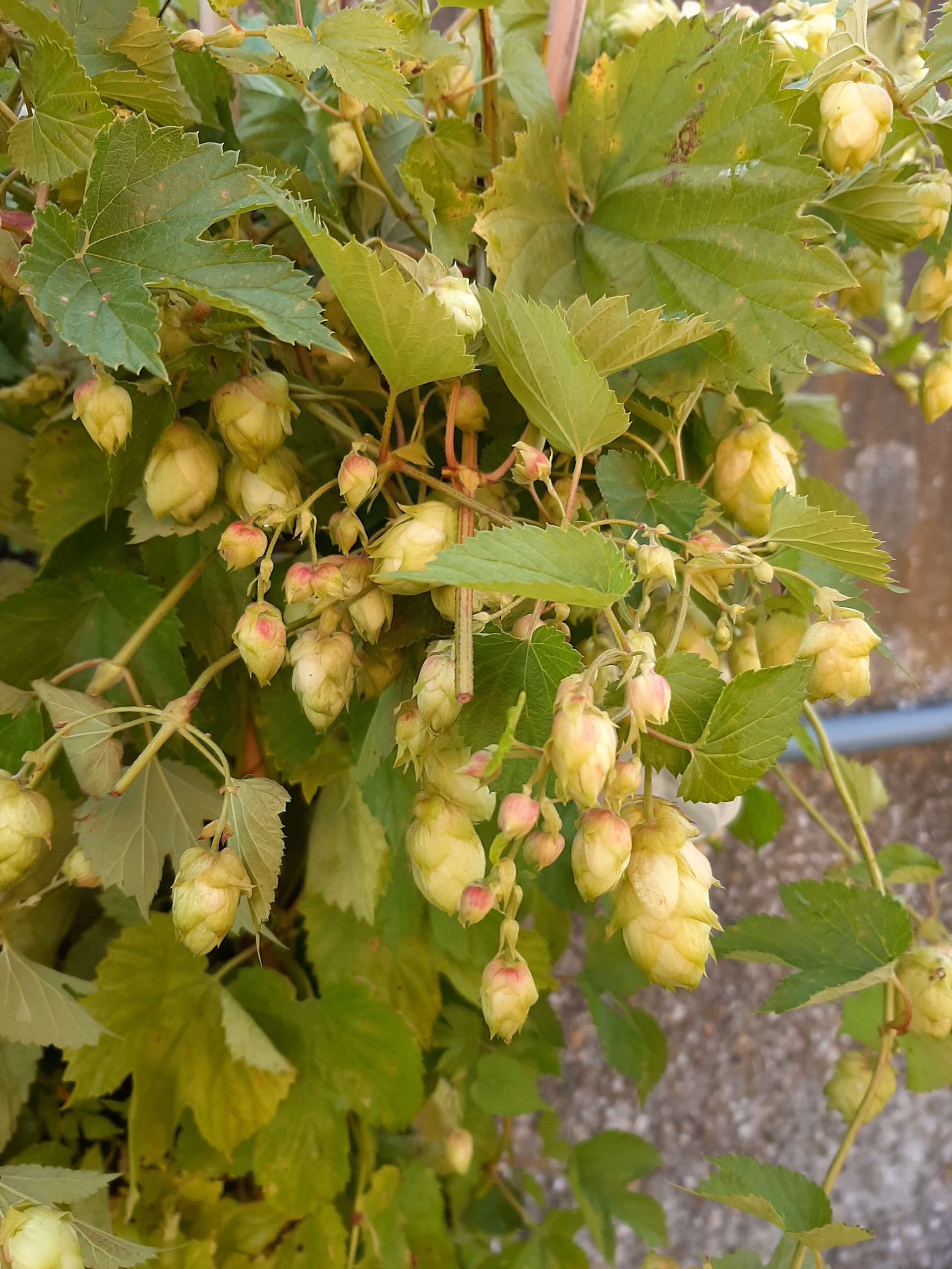 Hop, Humulus lupulus 'Cascade' (Vrouwelijk) 2Lpot