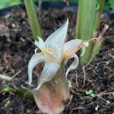 Japanse Gember, Zingiber mioga (Miyoga) Goede bodembedekker (voor smakelijke bloemen!!) in 1Lpot, sterke planten!!