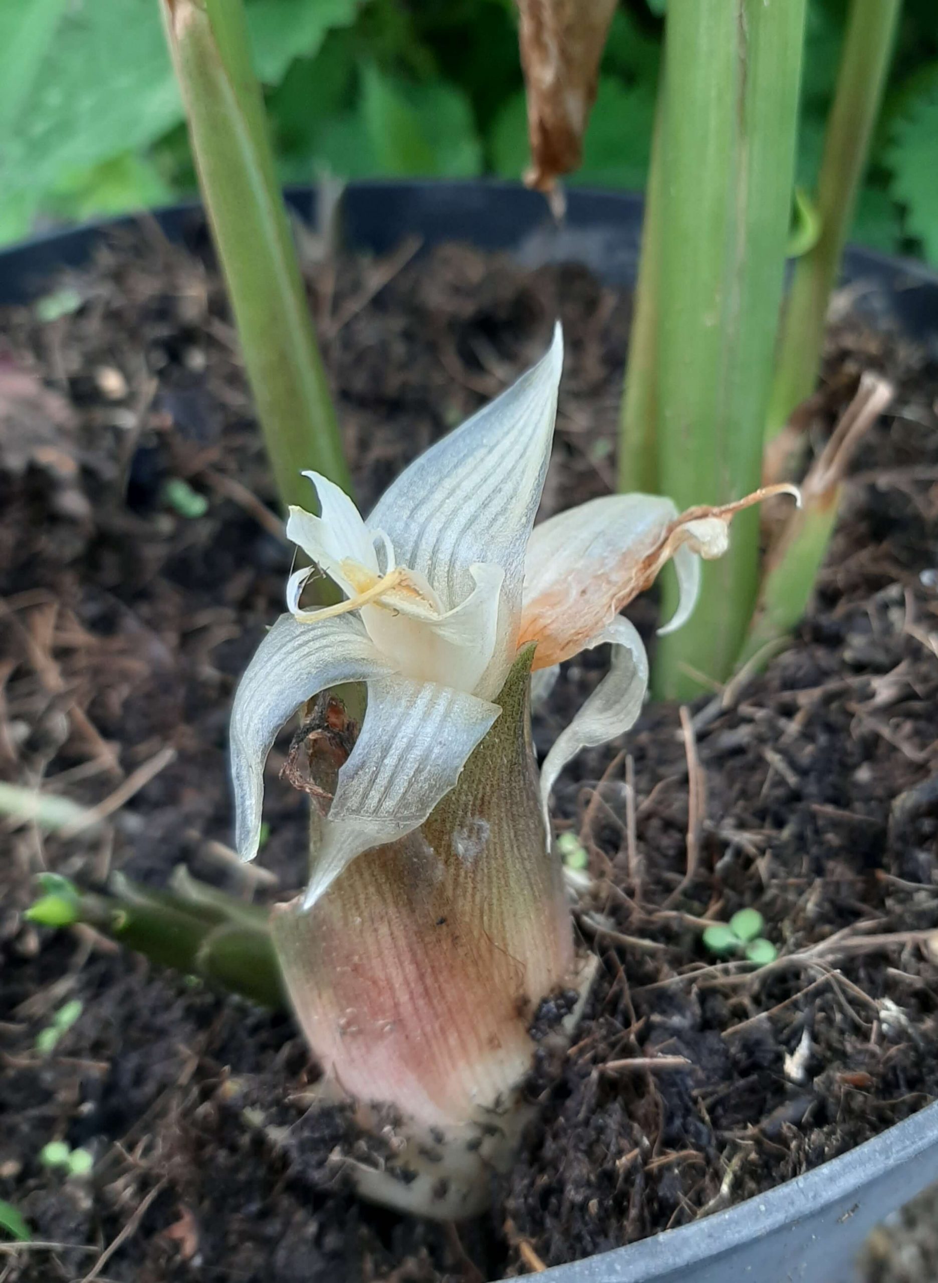 Japanse Gember, Zingiber mioga (Miyoga) Goede bodembedekker (voor smakelijke bloemen!!) in 1Lpot, sterke planten!!