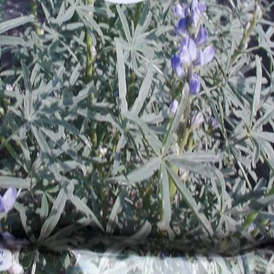 Blauwe Lupine - Groenbemester/Bijenplant