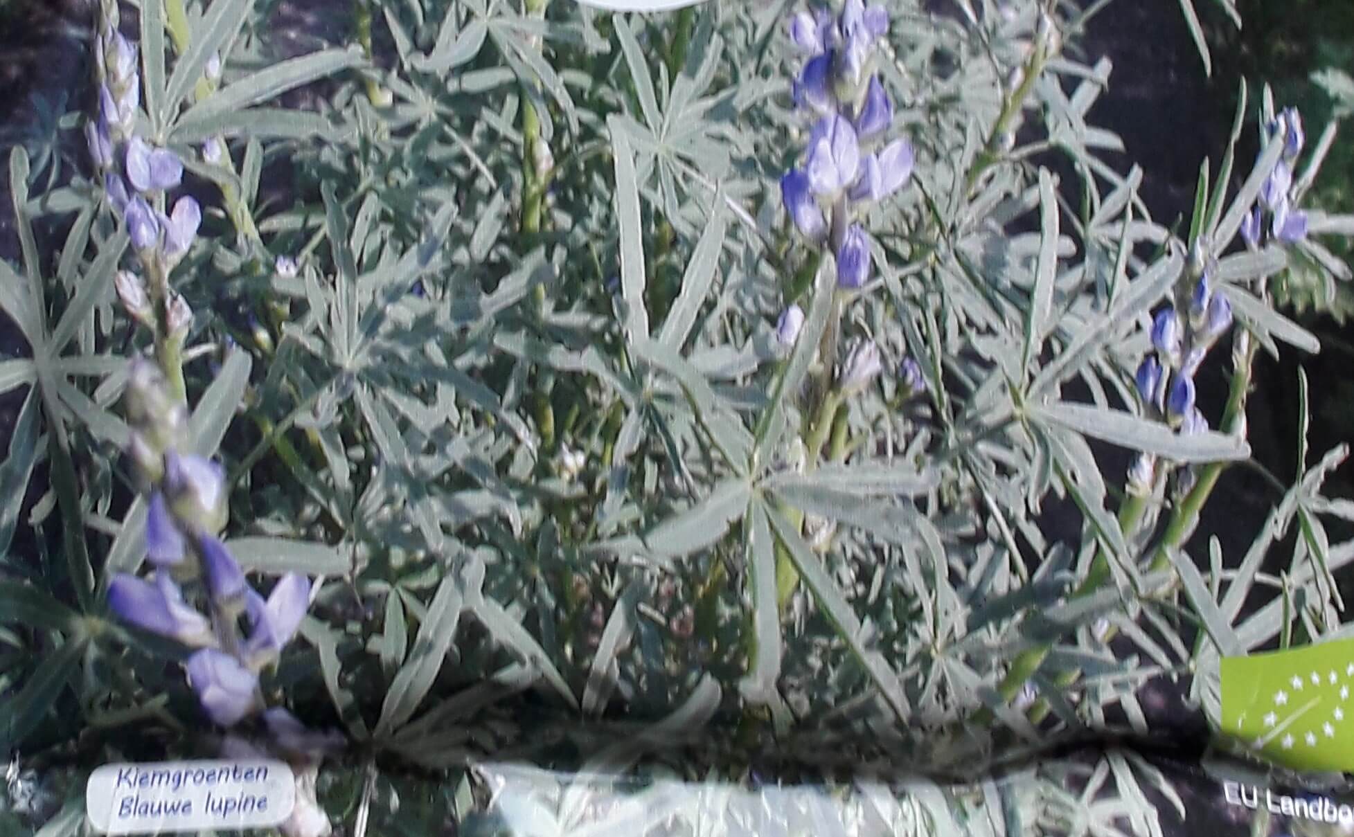 Blauwe Lupine - Groenbemester/Bijenplant