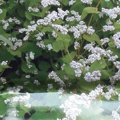 Boekweit - Groenbemester/Bijenplant