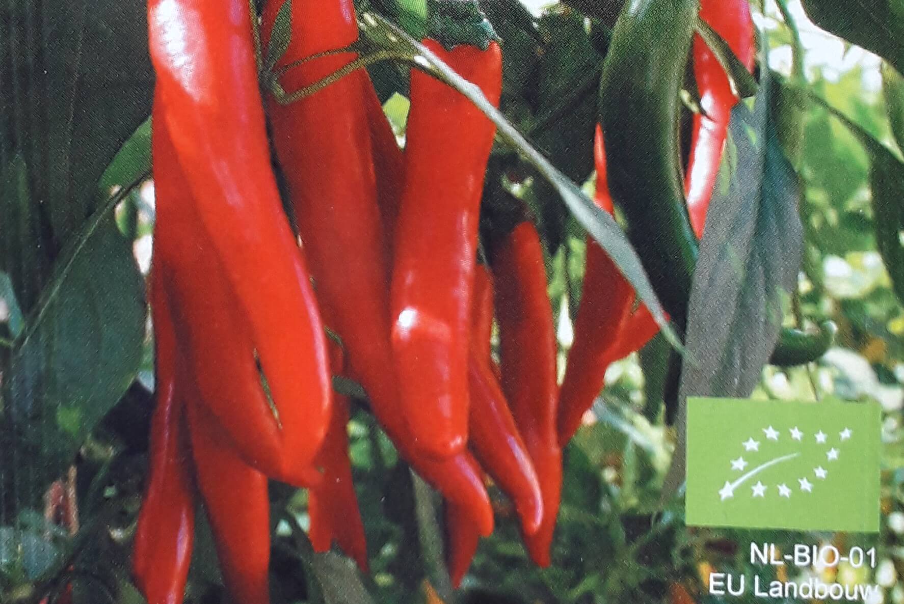 Peper 'Westlandse Lange Rode'