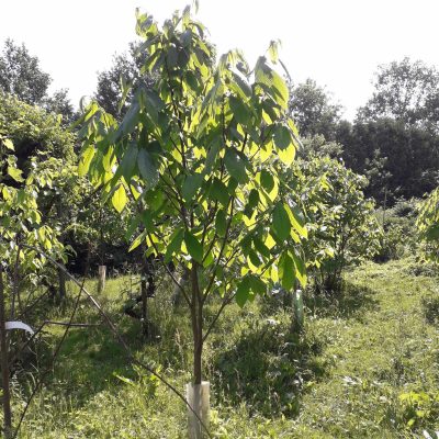 Pawpaw, Roomappel, Asimina 'Alleghency'® Peterson Pawpaws® Heerlijk vroegrijpend spil 80/90cm