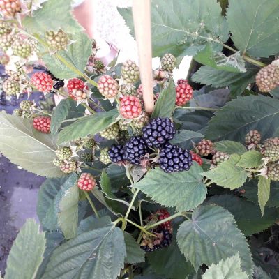 Doornloze Zoete Braam, Rubus 'Nahavo' ( planten in p9pot)