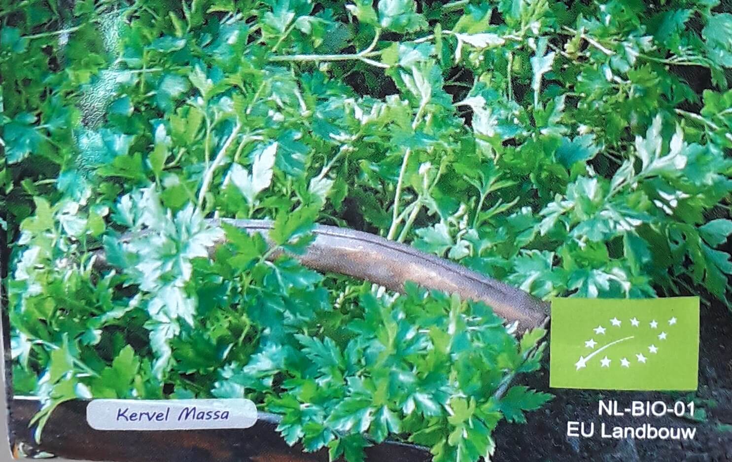 Kervel 'Massa'