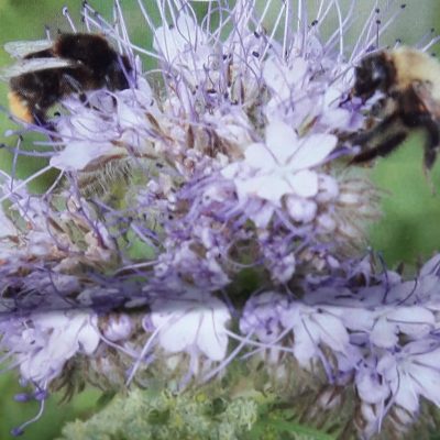 Phacelia - GroenbemesterBijenplant