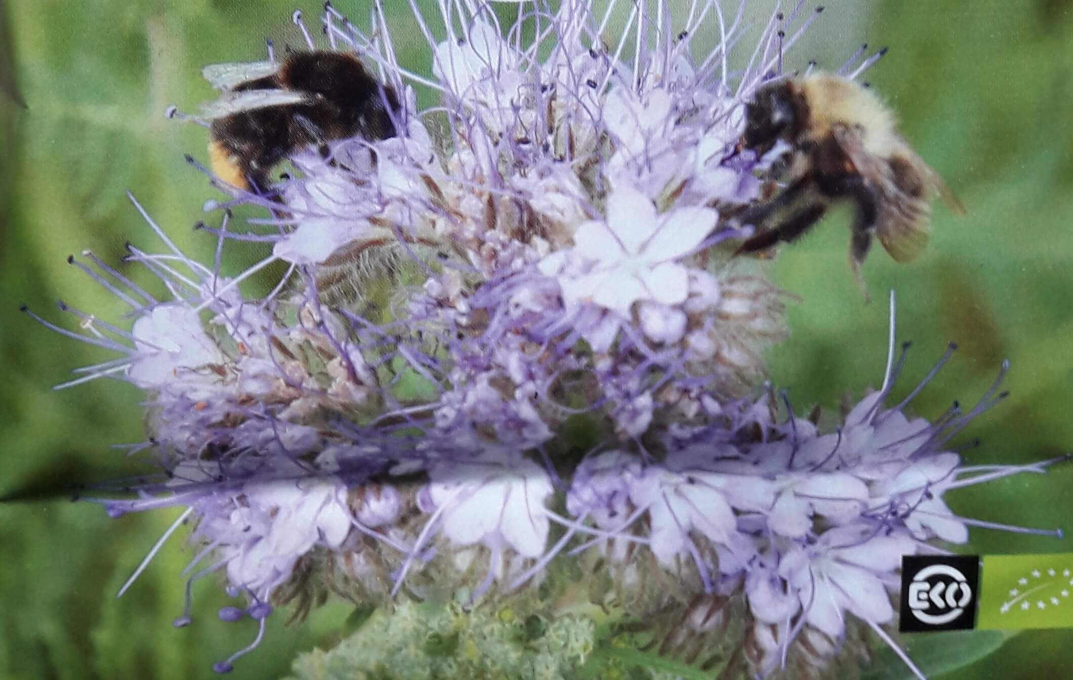 Phacelia - GroenbemesterBijenplant