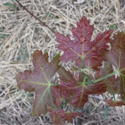Suikeresdoorn, Acer saccharum ( spil in p9pot)