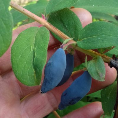 Honingbes, Haskap Lonicera 'Blue Banana' Planten in 1,6Lpot