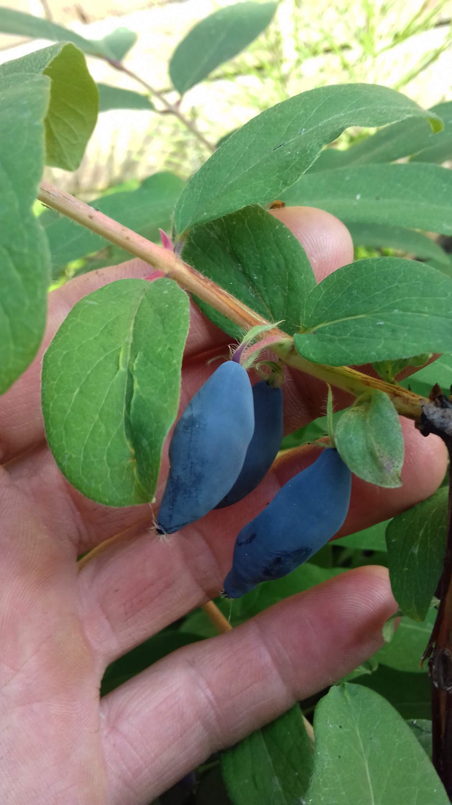 Honingbes, Haskap Lonicera 'Blue Banana' Planten in 1,6Lpot