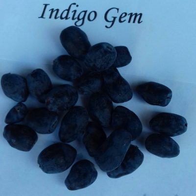Honingbes, Lonicera caerulea 'Indigo Gem' (Mooie planten in 2Literpot)