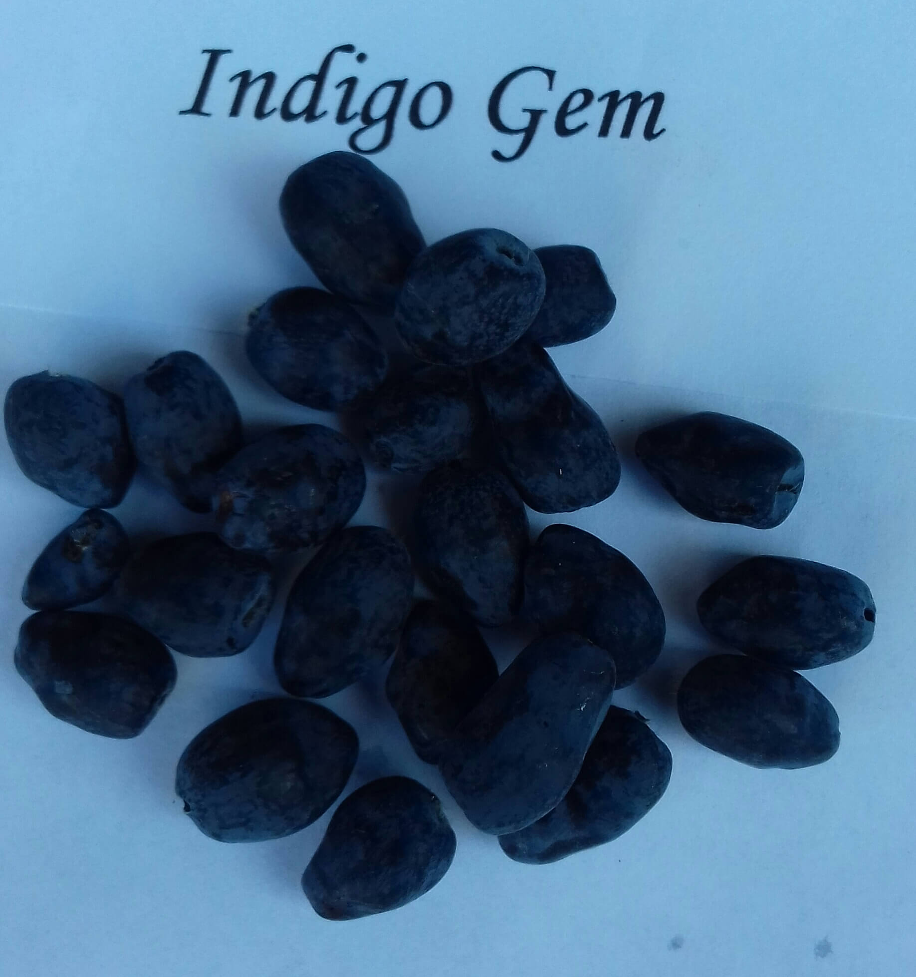 Honingbes, Lonicera caerulea 'Indigo Gem' (Mooie planten in 2Literpot)