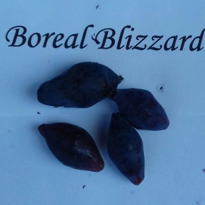 Honingbes, Lonicera caerulea Boreal 'Blizzard'