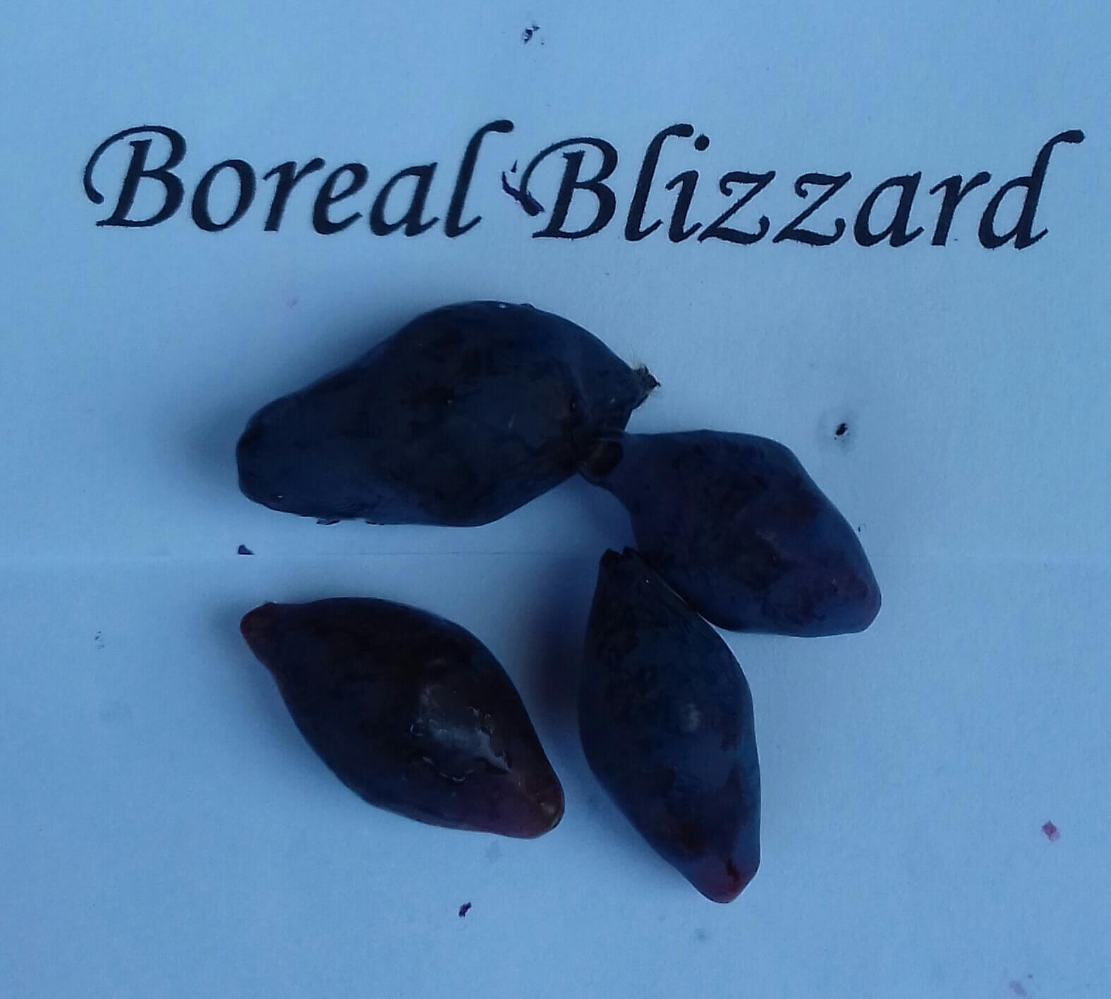 Honingbes, Lonicera caerulea Boreal 'Blizzard'