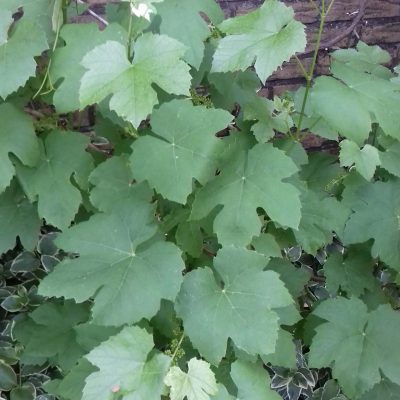 Pitloze druif, Vitis'Canadice' ( flinke trossen met goed druiven)Mooie planten in 1l pot