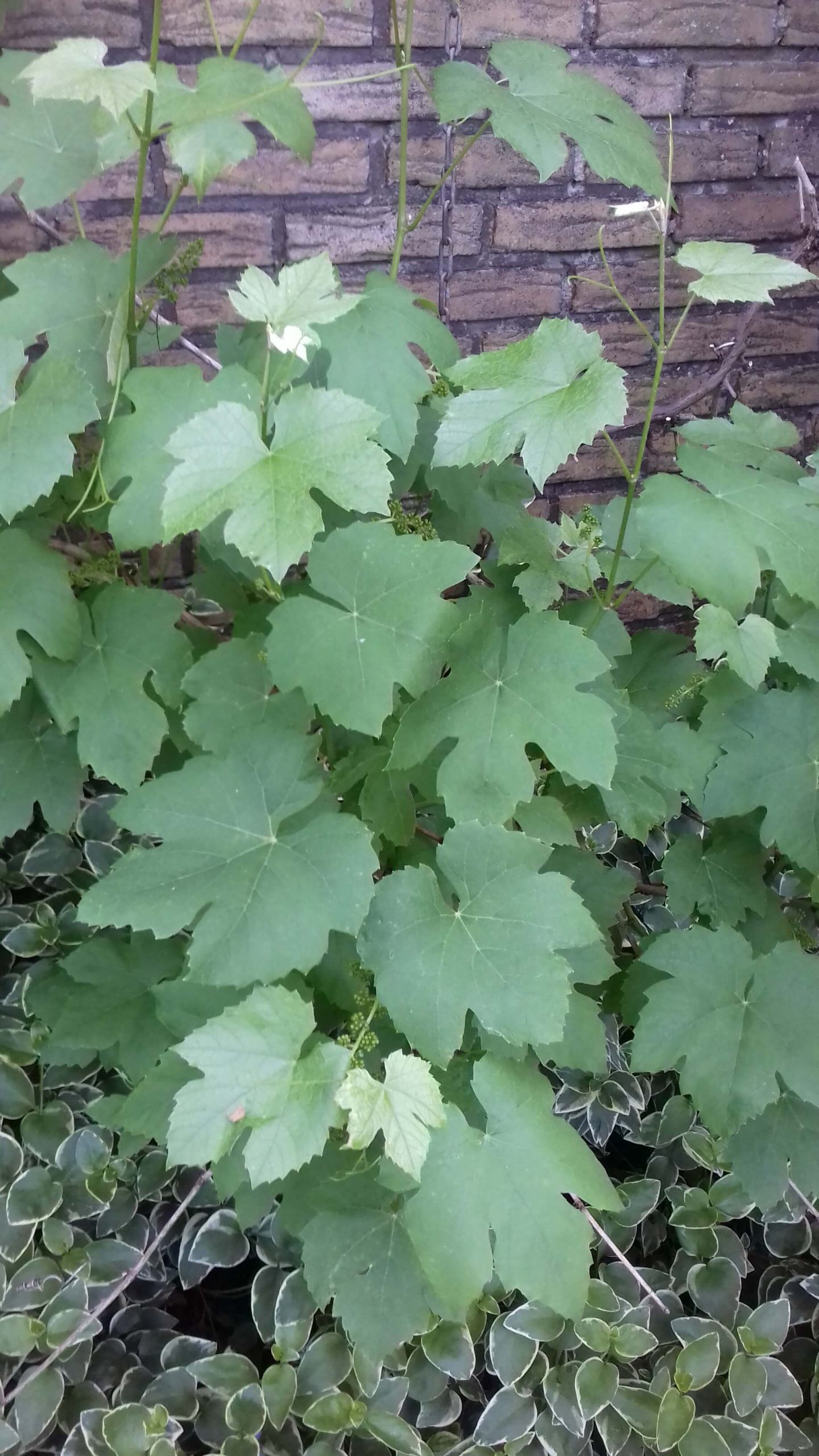Pitloze druif, Vitis'Canadice' ( flinke trossen met goed druiven)Mooie planten in 1l pot