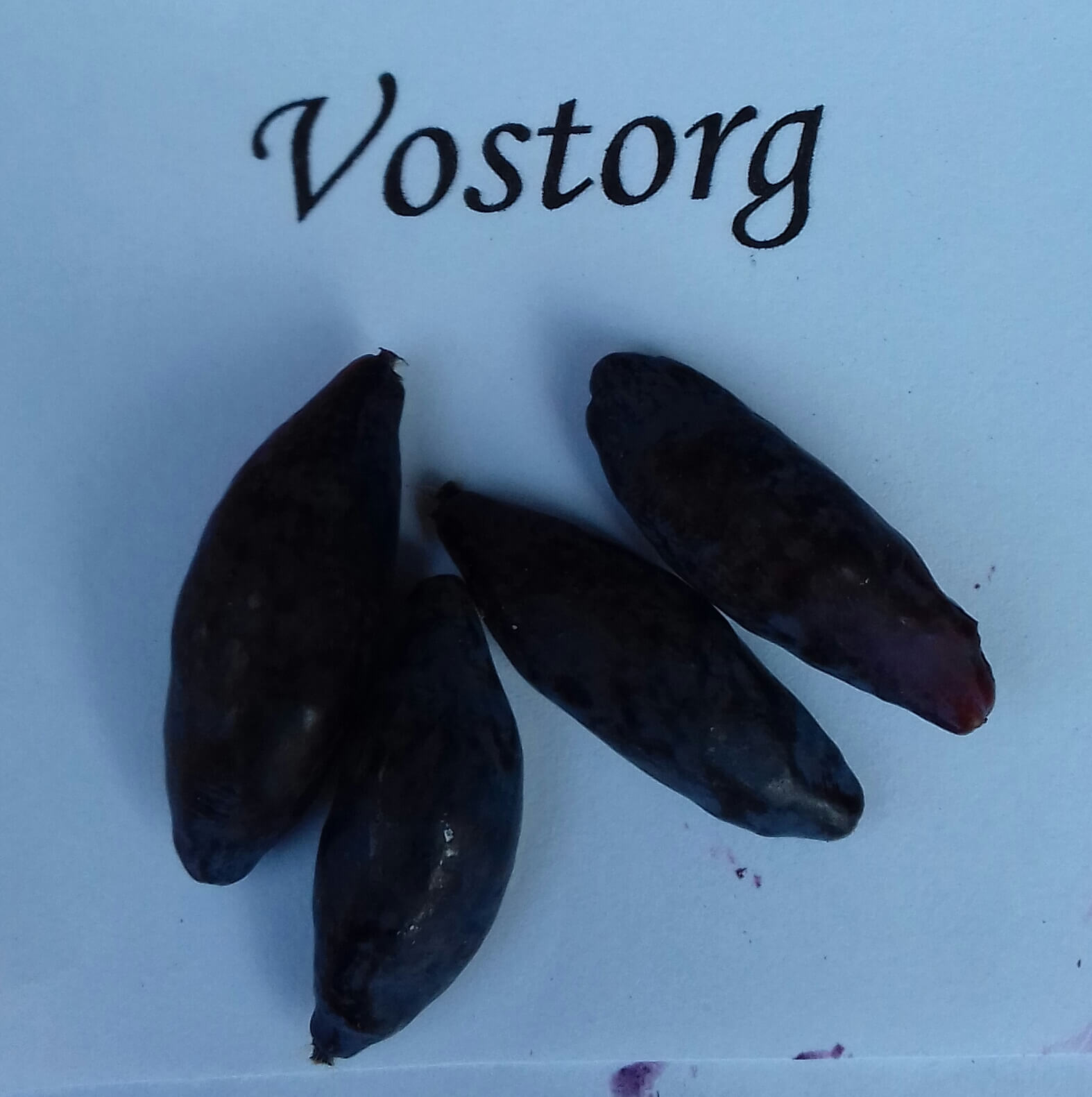 Honingbes, Lonicera caerulea 'Vostorg' (planten in p9pot)