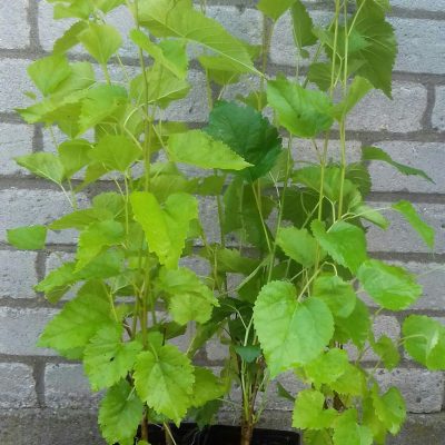 Vijfsmakenbes, Peperbes, Schisandra Chinensism 'Sadova NO1' Zelfbestuiver (jonge in 0,8Lpot)