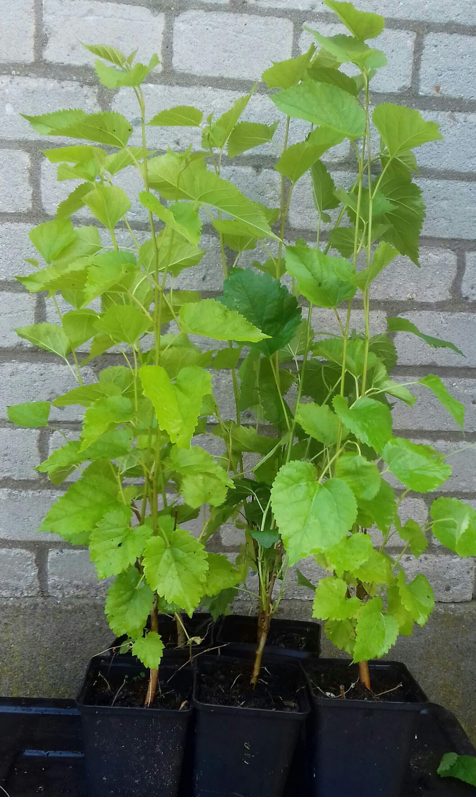 Vijfsmakenbes, Peperbes, Schisandra Chinensism 'Sadova NO1' Zelfbestuiver (jonge in 0,8Lpot)