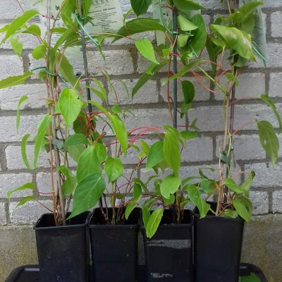Kiwibes, Mini kiwi, Actinidia arguta Weiki man( Bestuiver )