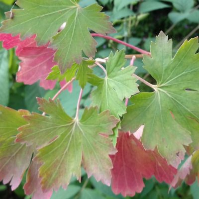 Doornloze kruisbes, Ribes uv. 'Captivator' Mooie, bossige planten 80\100 kale wortel