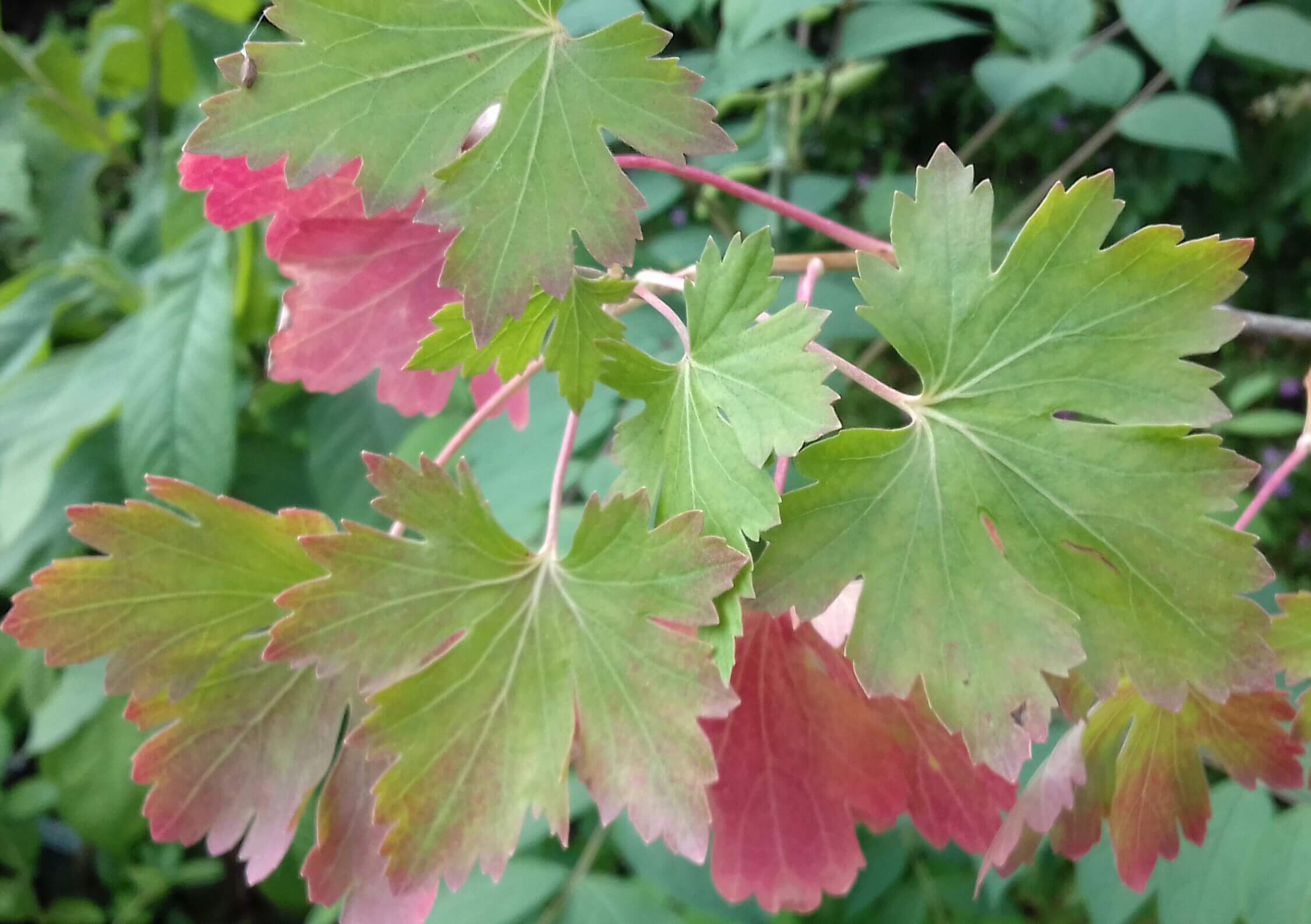 Doornloze kruisbes, Ribes uv. 'Captivator' Mooie, bossige planten 80\100 kale wortel