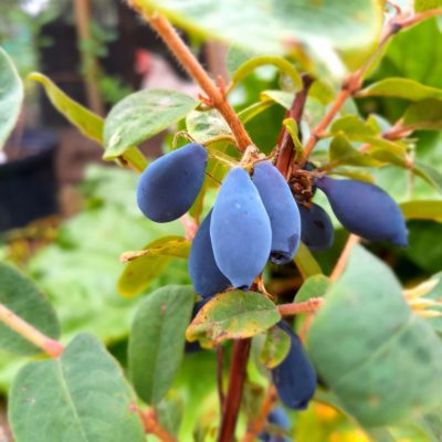Honingbes, Lonicera Sinij Utes PBR, Blue Rock, Zeer goede smaak maar niet altijd erg productief !