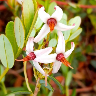 Veenbes/Cranberry, Vaccinium macr. 'Howes' Jonge planten in p9rond