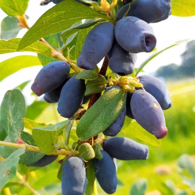 Honingbes, Lonicera caerulea 'Aurora'