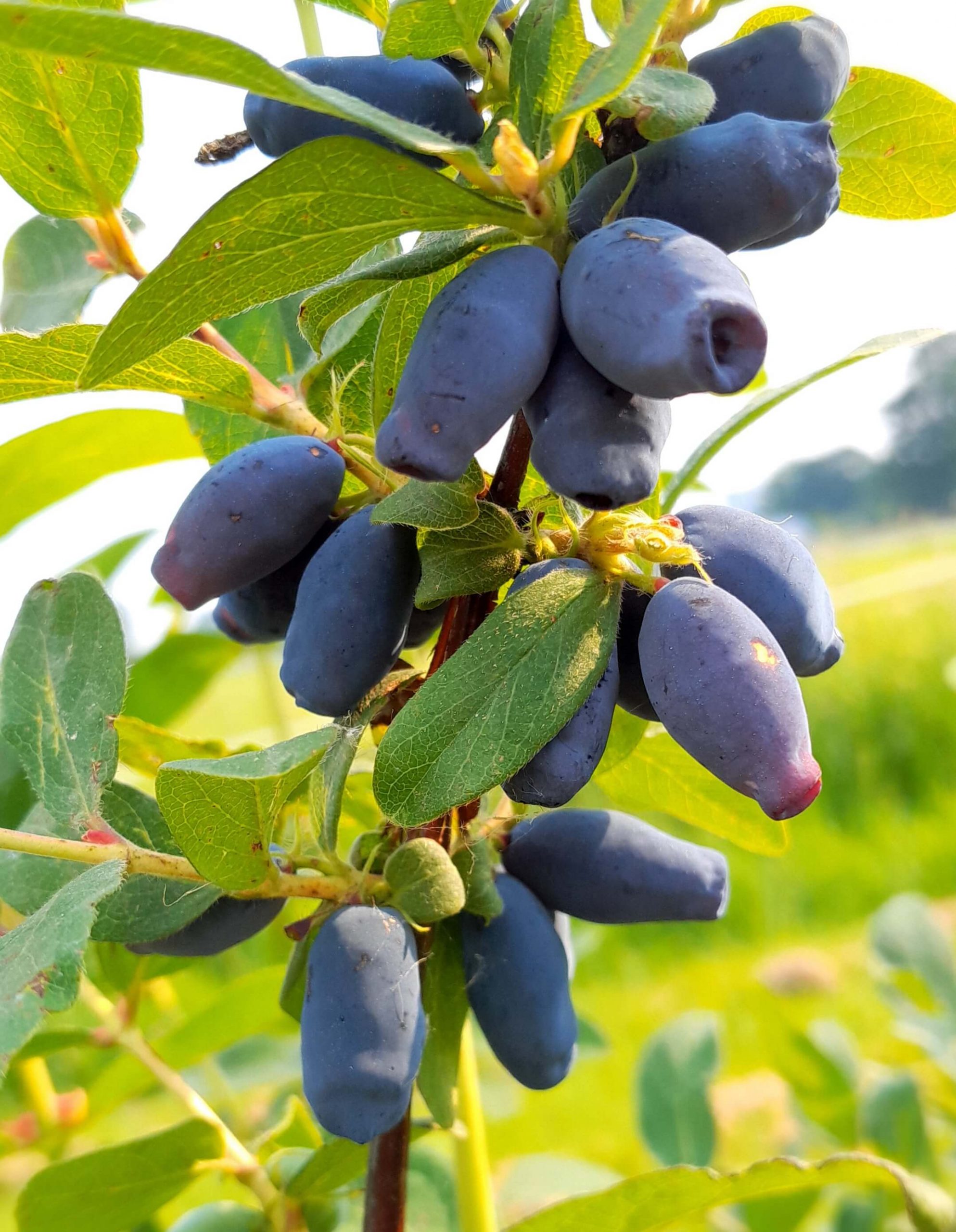 Honingbes, Lonicera caerulea 'Aurora'