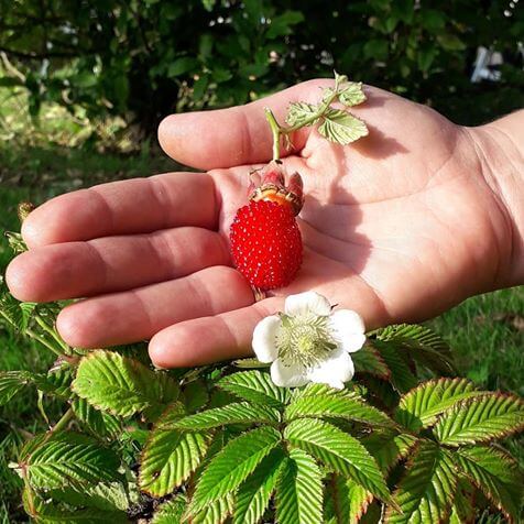 Aardbeiframboos, Rubus illecebrosus in 1Lpot, onbespoten en zonder kunstmest
