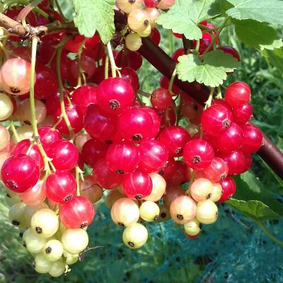 Rode bes, Ribes Junifer, zeer goed productieras ( mooie stevige planten!)
