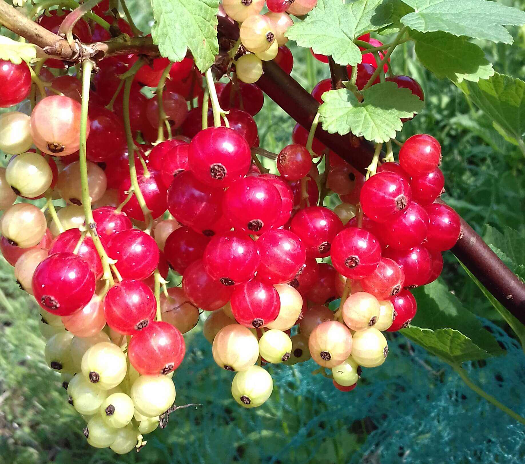Rode bes, Ribes Junifer, zeer goed productieras ( mooie stevige planten!)