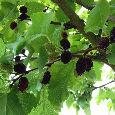 Moerbei Morus bombycis 'Tsin Tso' ( 1 van de meest smaakvolle!) in p9 pot